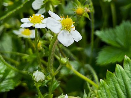 Jahodník  'White Delight'  Fragaria vesca 'White Delight'