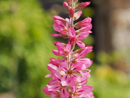 Francoa sonchifolia  Francoa sonchifolia