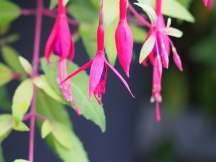 Fuchsie magellonská 'Gold Mountain'  Fuchsia magellanica 'Gold Mountain'