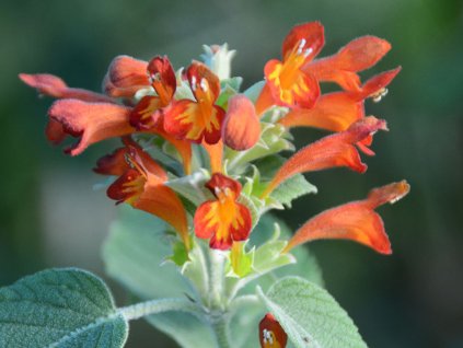 Colquhounia coccinea var. vestita  Colquhounia coccinea var. vestita