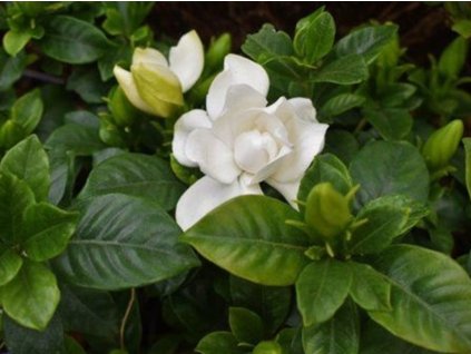Gardénie jasmínovitá 'Double Diamonds'®  Gardenia jasminoides 'Double Diamonds'®