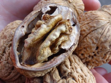Ořešák 'Axel' - kontejner  Juglans regia 'Axel'