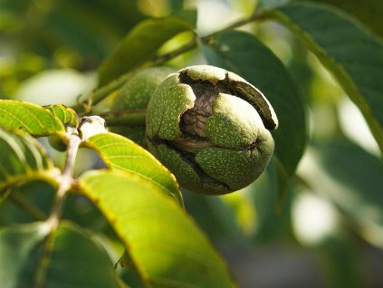 Ořešák 'Bella Maria' - kontejner  Juglans regia 'Bella Maria'