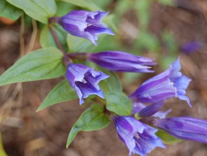 Hořec tolitovitý - Gentiana asclepiadea  Gentiana asclepiadea
