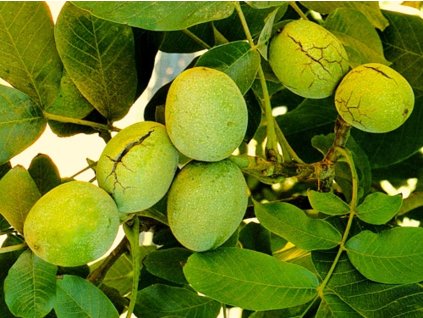 Ořešák královský 'Carpathian' - kontejner  Juglans regia 'Carpathian'