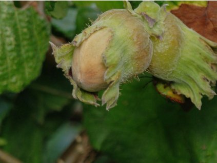 Líska 'Aries NR10'  Corylus avellana 'Aries NR10'