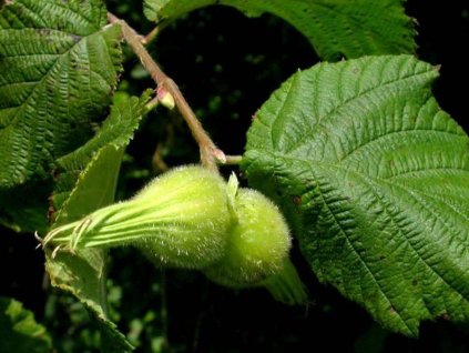Líska rohatá  Corylus cornuta