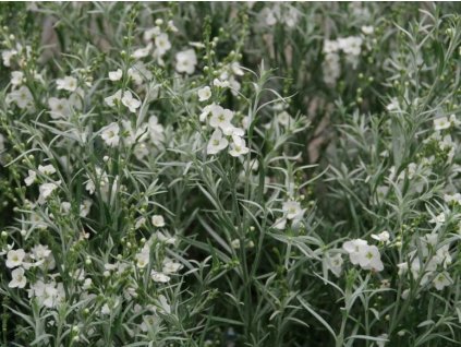 Gomphostigma virgatum 'Silver Butterfly'  Gomphostigma virgatum 'Silver Butterfly'