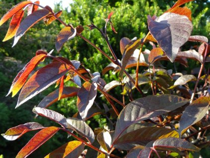 Ořešák královský 'Purpurea'  Juglans regia 'Purpurea'