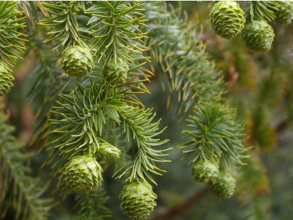 Ostrolistec kopinatý  Cunninghamia lanceolata