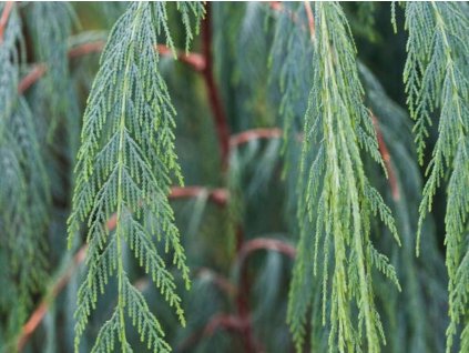 Cypřiš kašmírský  Cupressus torulosa 'Cashmeriana'