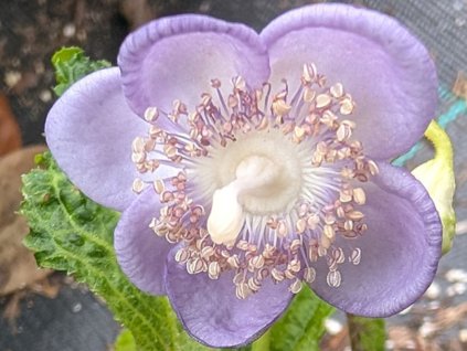 Deinanthe 'Blue Wonder' - Deinanthe caerulea 'Blue Wonder'  Deinanthe caerulea 'Blue Wonder'