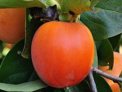 Kaki 'Nikita's Gift'  Diospyros 'Nikita's Gift'