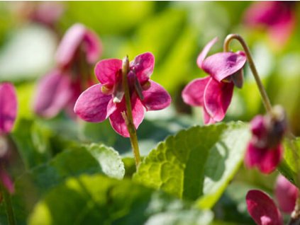 Fialka vonná 'Rubriflora' - Viola odorata 'Rubriflora'  Viola odorata 'Rubriflora'