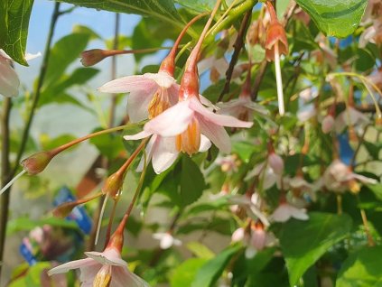 Sturač japonský 'Rubra Pendula'  Styrax japonicus 'Rubra Pendula'