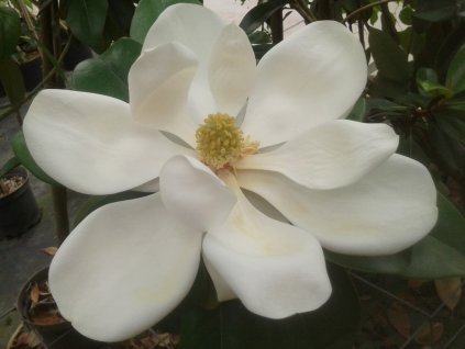 Magnolia 'Double Nantais'  Magnolia grandiflora 'Double Nantais'