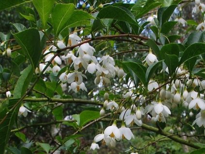 Sturač japonský 'Big Cascade'  Styrax japonicus 'Big Cascade'