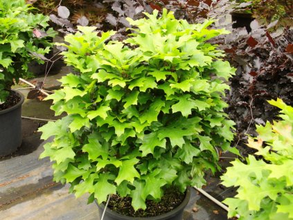 Dub letní 'Tromp Dwarf'  Quercus robur 'Tromp Dwarf'