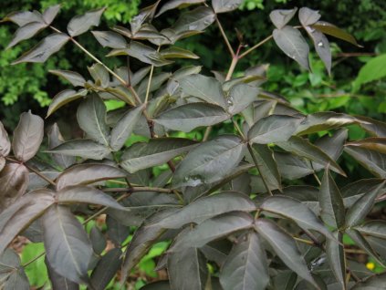 Klokoč kavkazský 'Black Jack'  Staphylea colchica 'Black Jack'