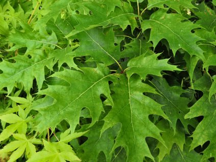 Dub červený 'Haaren'  Quercus rubra 'Haaren'