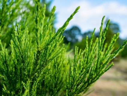 Sekvojovec obrovský 'Healthy Mammoth Two'  Sequoiadendron giganteum 'Healthy Mammoth Two'