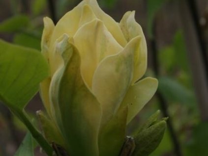 Magnolia 'Ossie’s Yellow'  Magnolia 'Ossie’s Yellow'
