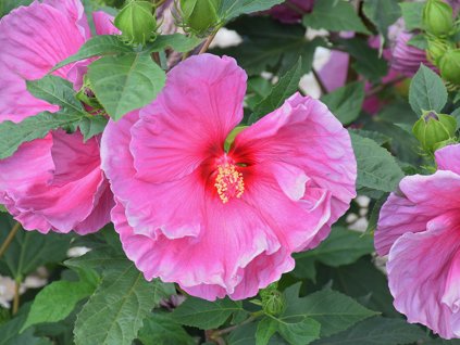 Ibišek bahenní 'Fantasia'  Hibiscus 'Fantasia'
