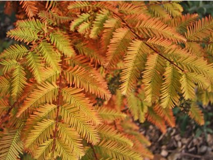 Metasekvoj čínská 'All Bronze'  Metasequoia glyptostroboides 'All Bronze'
