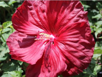 Ibišek bahenní 'Robert Flemming'  Hibiscus 'Robert Flemming'