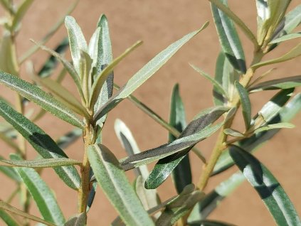 Rakytník řešetlákový 'Garden's Gift'  Hippophae rhamnoides 'Garden's Gift'