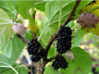 Moruše bílá 'Nana Issai'  Morus alba 'Nana Issai'