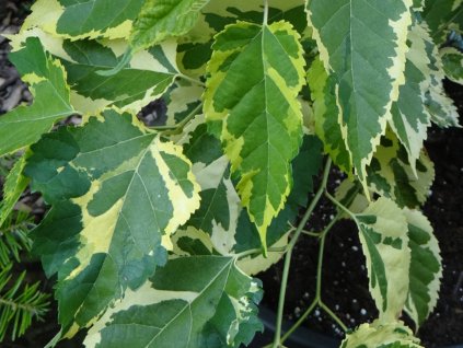 Moruše bílá 'Paper Dolls'  Morus alba 'Paper Dolls'