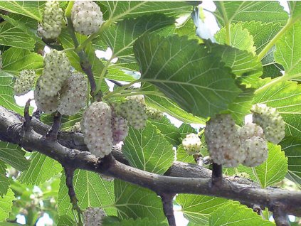 Moruše bílá 'White Berry'  Morus alba 'White Berry'