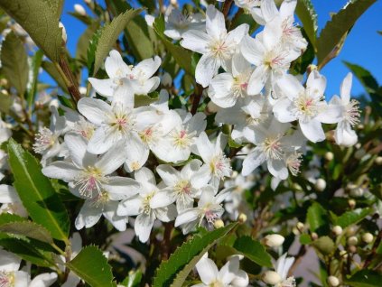 Hohérie 'Stardust'  Hoheria sexstylosa 'Stardust'