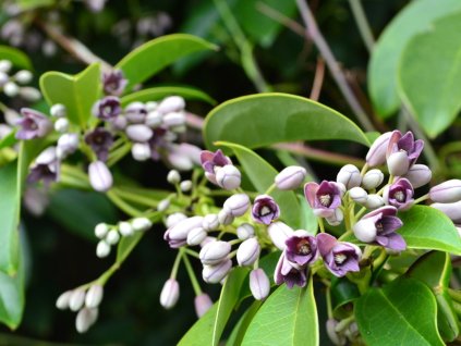 Holboellia coriacea  Holboellia coriacea