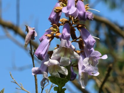 Pavlovnie plstnatá 'Hulsdonk'  Paulownia tomentosa 'Hulsdonk'
