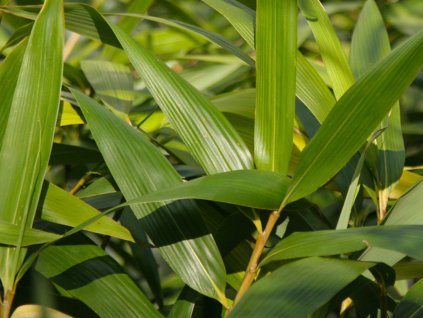 Pseudosasa japonica /bambus japonský  Pseudosasa japonica