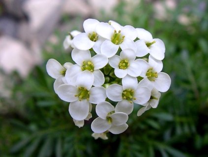 Řeřuška alpská 'Ice Cube' - Hutchinsia (Pritzelago) alpina 'Ice Cube'  Hutchinsia alpina 'Ice Cube'