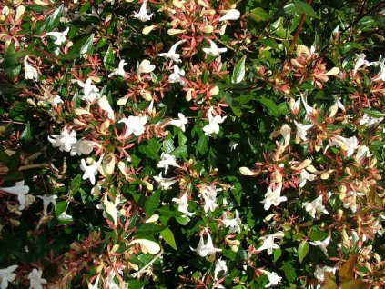 Abélie velkokvětá 'Compacta'  Abelia grandiflora 'Compacta'