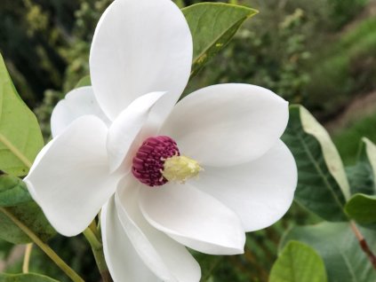 Šácholán Sieboldův  Magnolia sieboldii