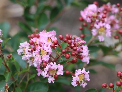 Lagerstroémie 'Eveline'  Lagerstroemia indica 'Eveline'