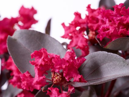 Lagerstroémie 'Mystic Magenta'  Lagerstroemia indica 'Mystic Magenta'