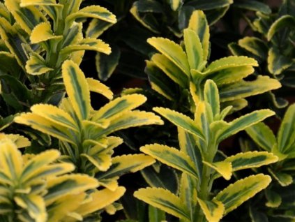 Brslen japonský 'Pulchellus Aureovariegatus'  Euonymus japonicus 'Pulchellus Aureovariegatus'