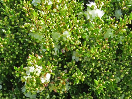 microphylla