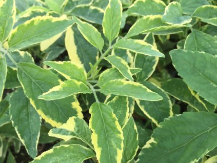 Bez černý 'Instant Karma'  Sambucus nigra 'Instant Karma'