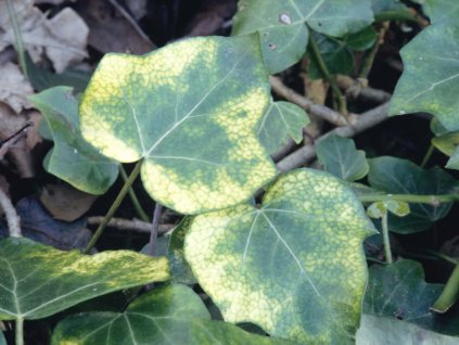 Břečťan popínavý 'Angularis Aurea' - Hedera helix 'Angularis Aurea'  Hedera hibernica 'Angularis Aurea'