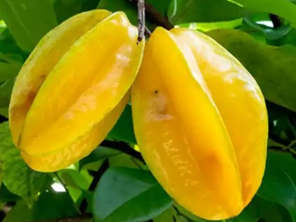 Karambola  Ananas comosus