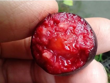 psidium