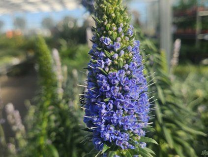 Echium fastiosum (3)