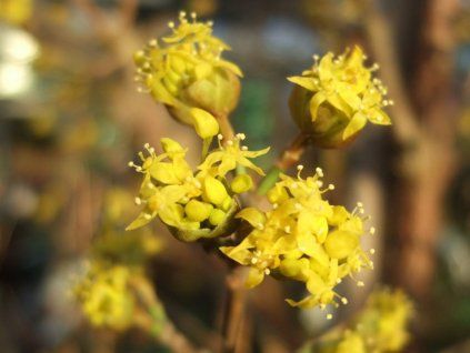 cornus mas aurea 1